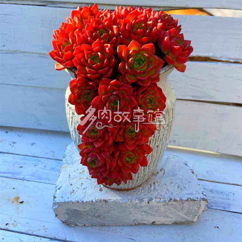 多肉植物火焰蒂亚好奇趣盆栽盆花卉瓷带精品盆栽防稀有悬崖高端