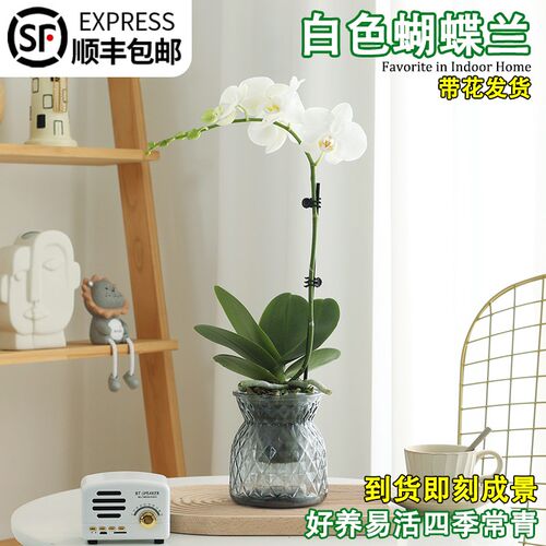蝴蝶兰盆栽带花花卉植物室内花苗客厅特级兰花鲜花盆景四季好养活
