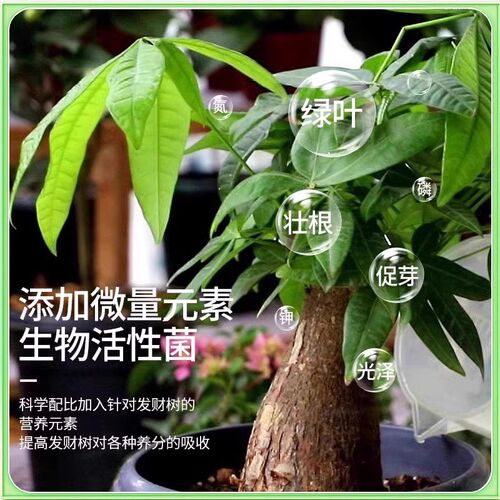 发财树催芽剂爆芽素专用营养液发芽生根改善黄叶枯叶烂根肥料芍药