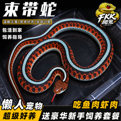 束带蛇活体猪鼻蛇黑王蛇活体宠物蛇吃鱼肉好养温顺无毒不咬人包活