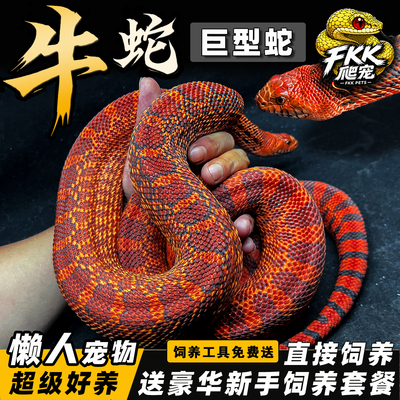 北美牛蛇活体包活包健康