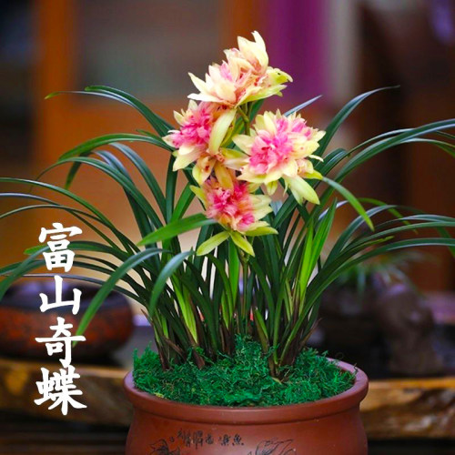 建兰盆栽(富山奇蝶n)夏秋带花苞四季奇花浓香客厅室内花卉绿植
