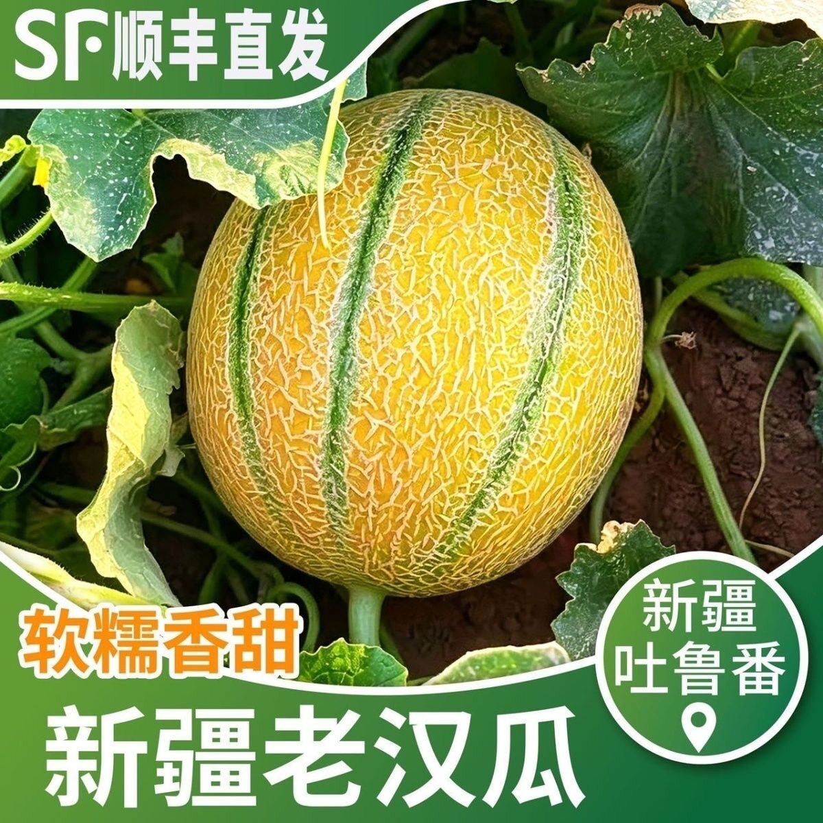 正宗新疆吐鲁番老汉瓜金纹蜜瓜新鲜应当季孕妇水果网纹甜瓜顺丰
