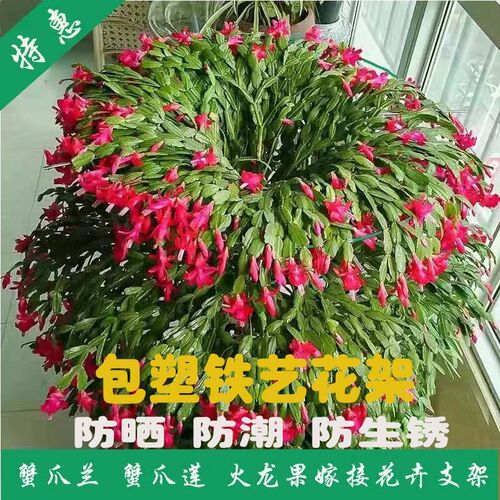蟹爪兰专用支架蟹爪莲火龙果固定支撑架浸塑铁艺不生锈不掉漆花架