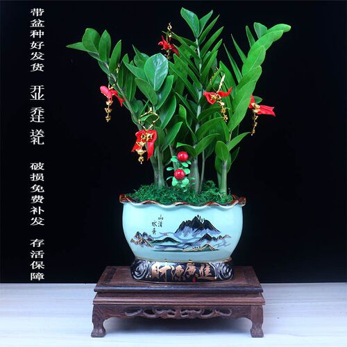 金钱树盆栽大摇钱串子招财植物室内花卉大型客厅好养绿植开业送礼