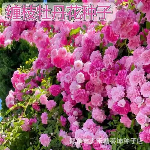【下单立减50】粉色重瓣缠枝牡丹种球耐寒耐热易活室内绿植_ZS3