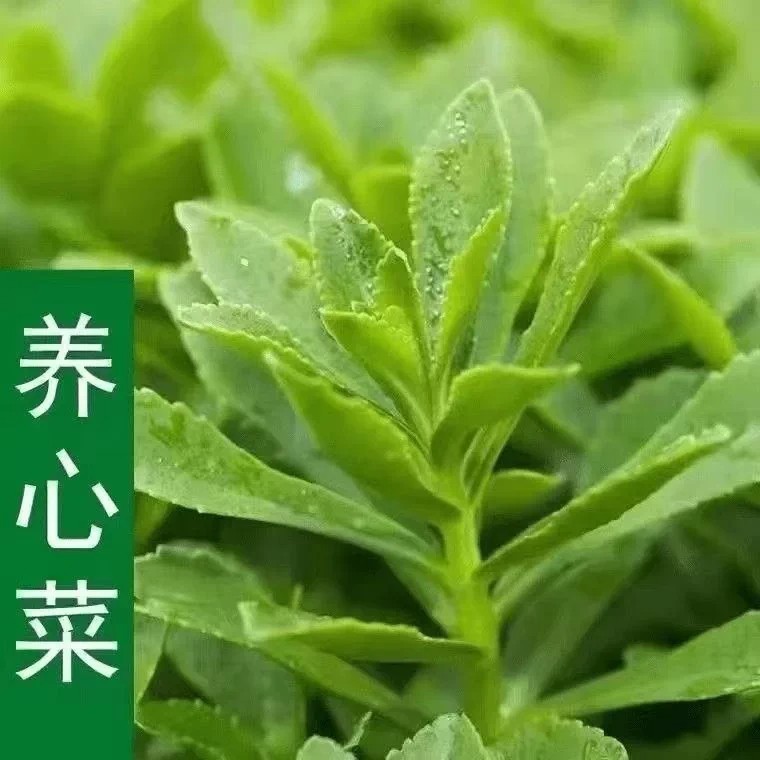 【下单立减50】高钙救心菜种子可食用野菜四季播阳台盆栽特色ZS