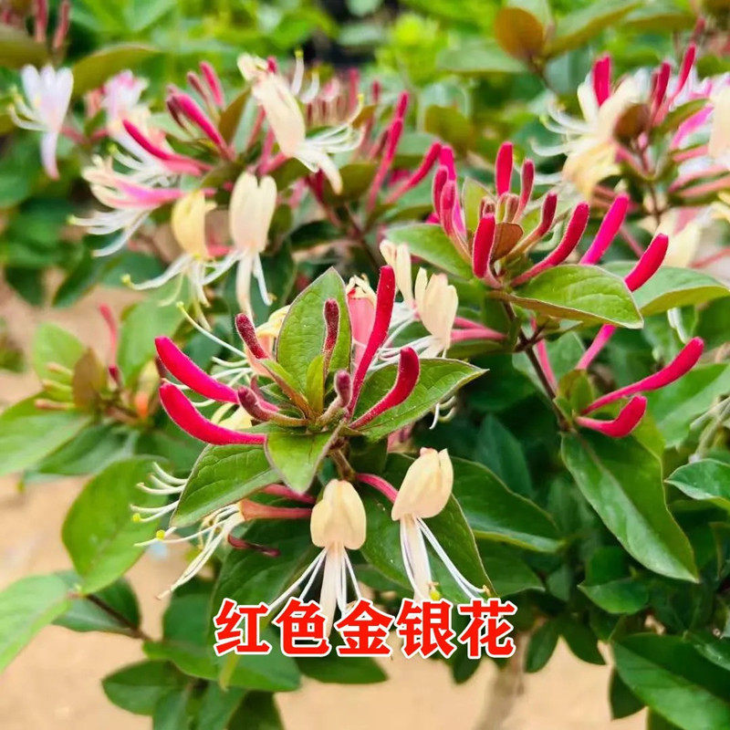 【下单立减50】可食用金银花树苗盆栽庭院爬藤植物四季_WH