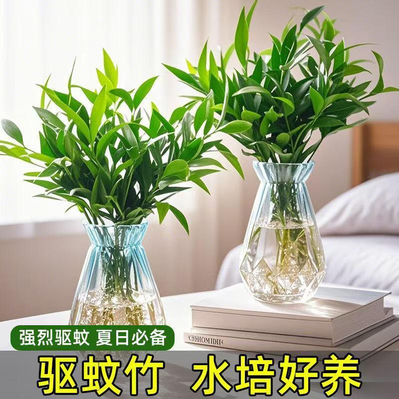 【下单立减50】驱蚊竹柏水培绿植客厅室内盆栽办公室工位桌面_ZS