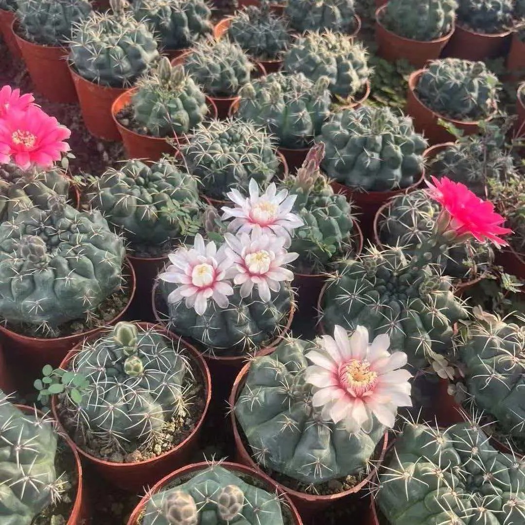 【下单立减50】绯花玉仙人球多肉植物室内好养办公室盆栽绿植ZS