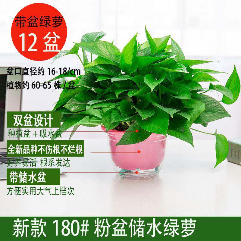 四季常青大盆藤黄金植葛盆栽室内植物黄金葛WJW长垂叶吊大新房家