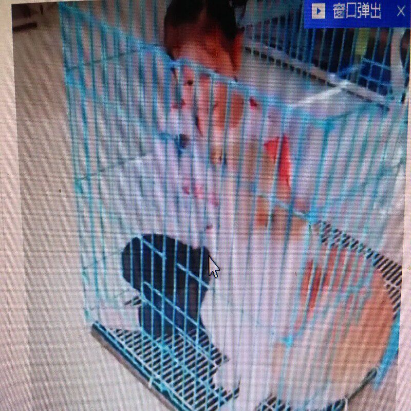 折叠狗笼小型犬狗笼博美泰迪幼犬栅栏围栏调节加高狗笼展示笼卖狗