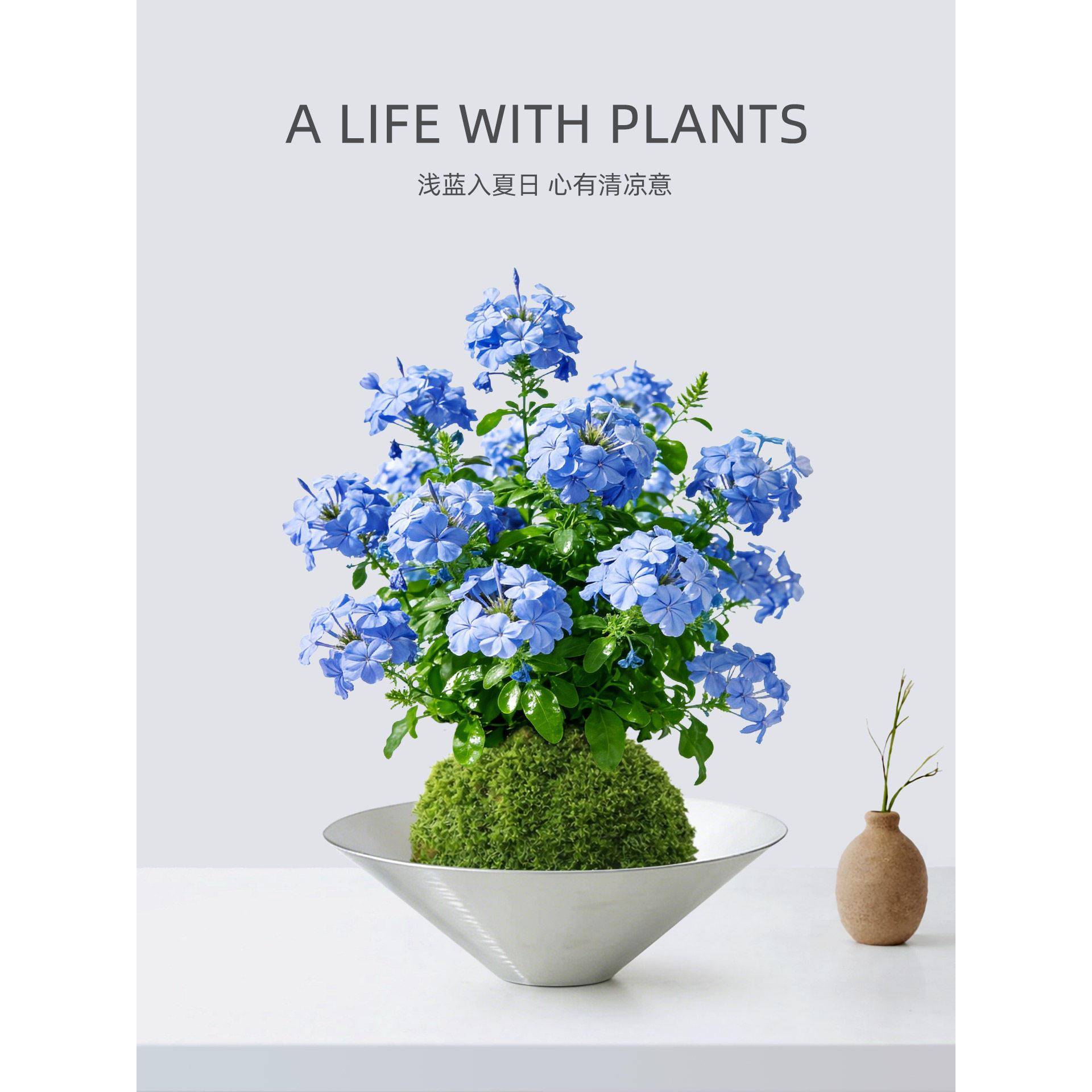 水培植物蓝雪花盆栽苔藓球花卉带花苞室内桌面阳台四季懒人好养活