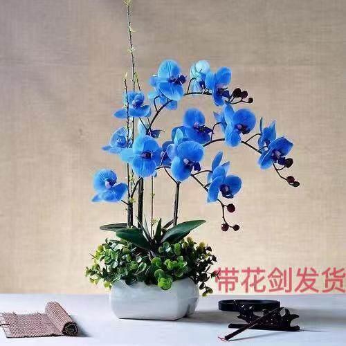 蝴蝶兰花苗带花剑带花苞盆栽兰花大苗客厅吸色阳台花卉四季好养活