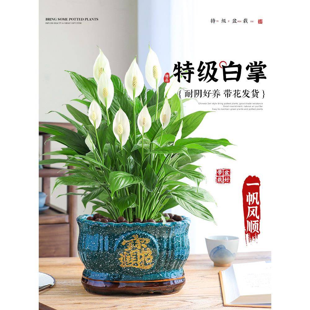 一帆风顺白掌盆栽绿植室内桌面植物四季花卉好养易活耐阴净化空气