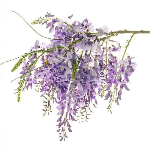 天狼 紫藤 庭院花园攀爬植物门K廊架拱门藤本花卉植物