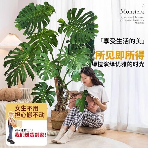 老桩龟背竹客厅大盆n栽落地绿植物大叶龟背竹旺宅办公室内乔迁好