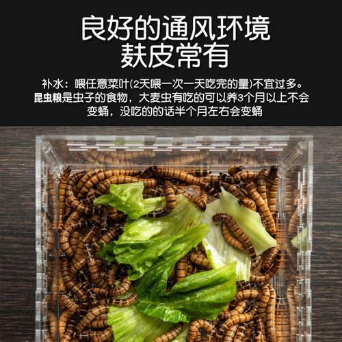 鲜活大麦虫超级大麦虫大麦虫鱼食大麦虫麦麸乌龟鬃狮鼠鸟鸡粮饲料