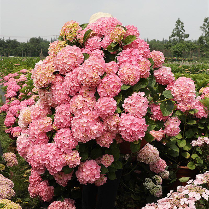 海蒂的花园 海妈家无尽夏花手鞠等绣球花阳台庭院花卉盆栽