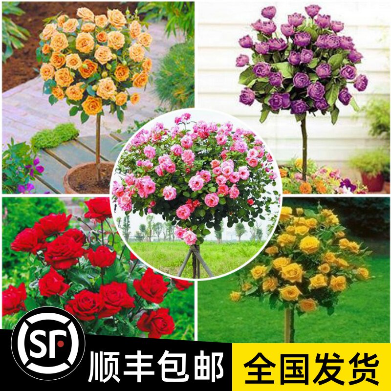 树状月季花苗四季特大花浓香阳台花卉盆栽嫁接树桩欧月高杆玫瑰苗