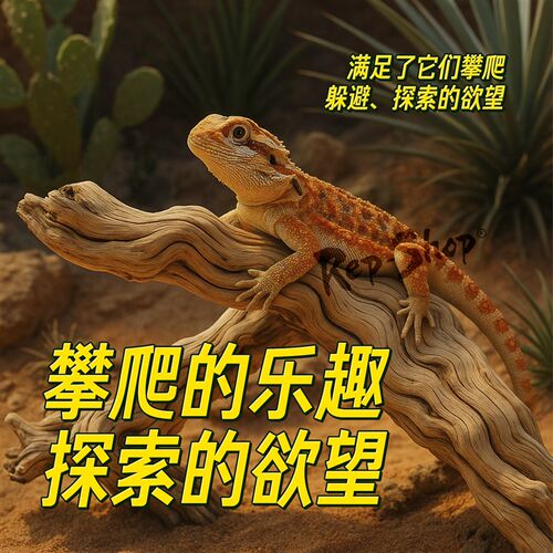 霸王藤木爬宠缸造景树木蛇睫角守宫树枝树蛙鬃狮饲养箱攀爬木藤条