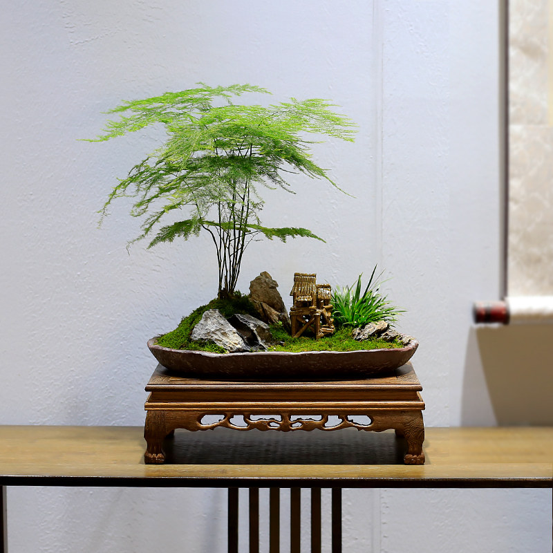 文竹盆栽室内盆景植物云竹客厅办公室桌面新中式高档绿植四季常青