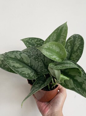 大叶银斑葛盆栽苗喜阴室内桌面绿植客厅鲜活好养易活爬藤观叶植物
