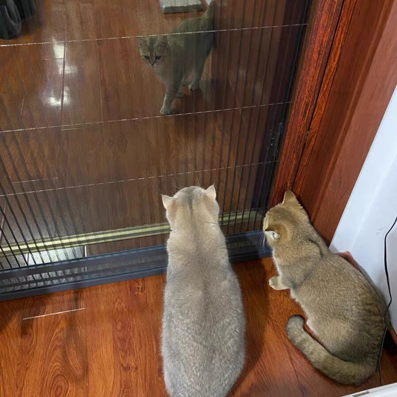 防猫门帘猫抓围栏封窗跳窗网折叠纱窗推拉式伸缩养猫拦猫纱门