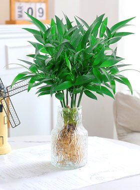 驱蚊竹柏水培植物室内水养绿植薄荷盆栽办公室桌面四季常青草好养