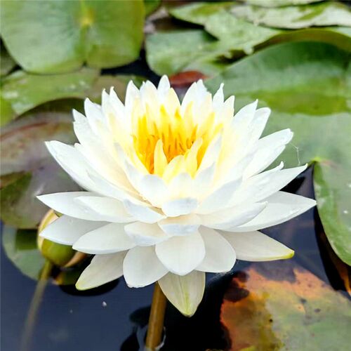 【云端】精品耐寒白色重瓣睡莲大C花庭院别墅花园盆栽水生花卉植