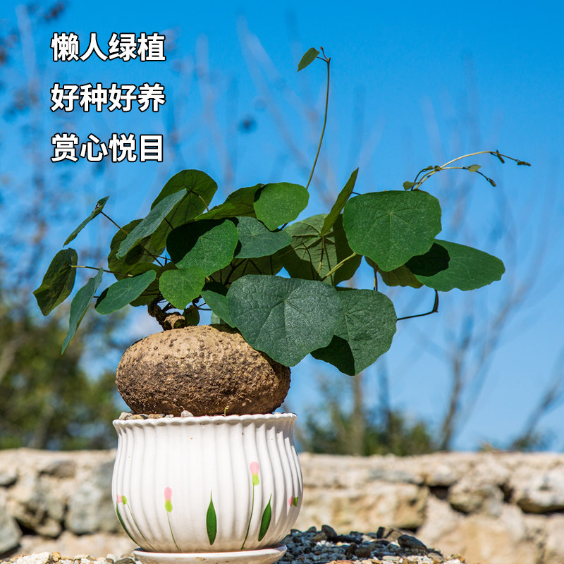 山乌龟爬藤植物血藤种球水培红藤金不换阳台办公室庭院千金藤盆栽