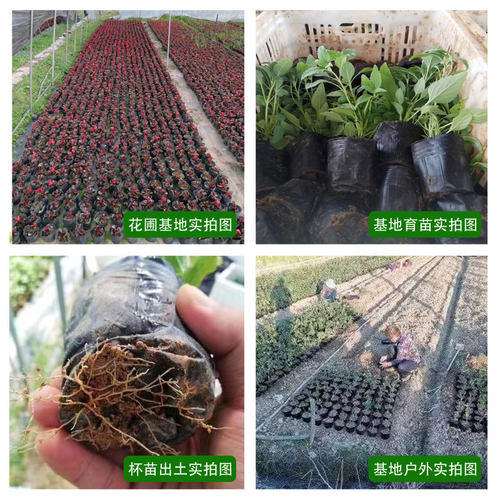 营养杯育苗杯一次性大号袋加厚塑料农用西瓜种植柑橘育苗盆营养钵