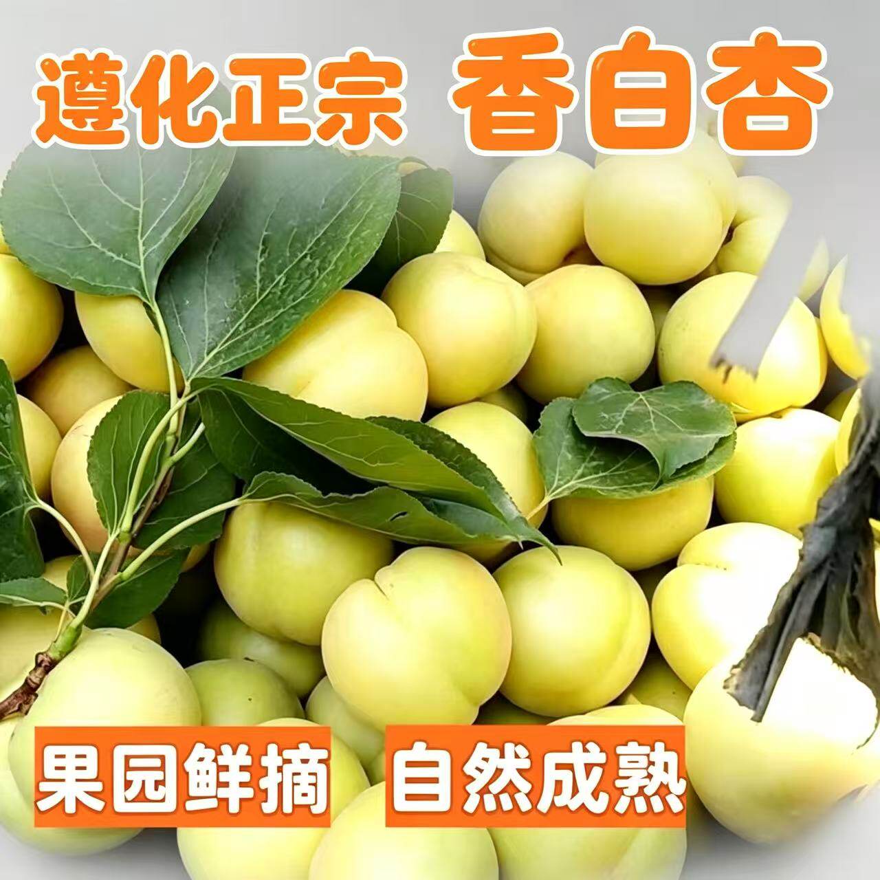 遵化娘娘庄正宗贡杏香白杏银白杏大白杏山坡种植现摘产地直发
