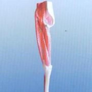 人下肢层次解剖模型,人体肉肌解肉剖模型,体肌佳悦科教解剖