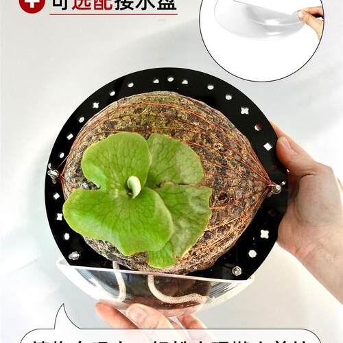 [大号定植板]球兰蝴蝶兰种植板鹿角蕨板挂板植上墙板植神器亚克力