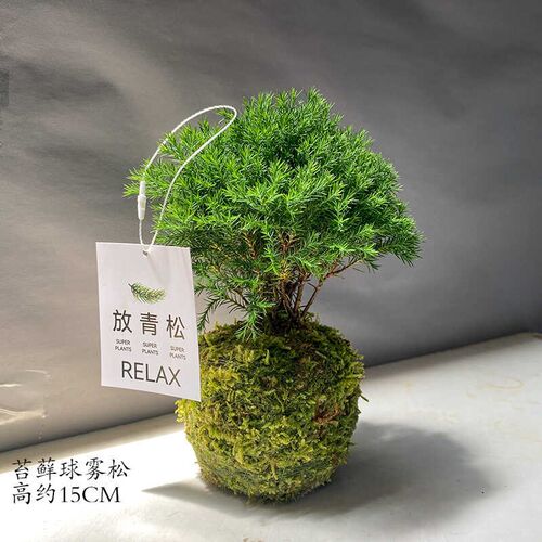 雾凇盆栽客厅办公室桌面绿植小盆栽净化空气四季常青易养活放青松