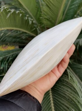 超大天然光亮炫彩双面珍珠贝蚌壳创意家居收藏橱窗拍摄道具摆件