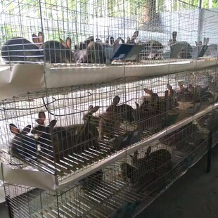 兔子笼子养殖12位子母9位种兔24位商品兔笼兔舍养殖笼特大号兔笼