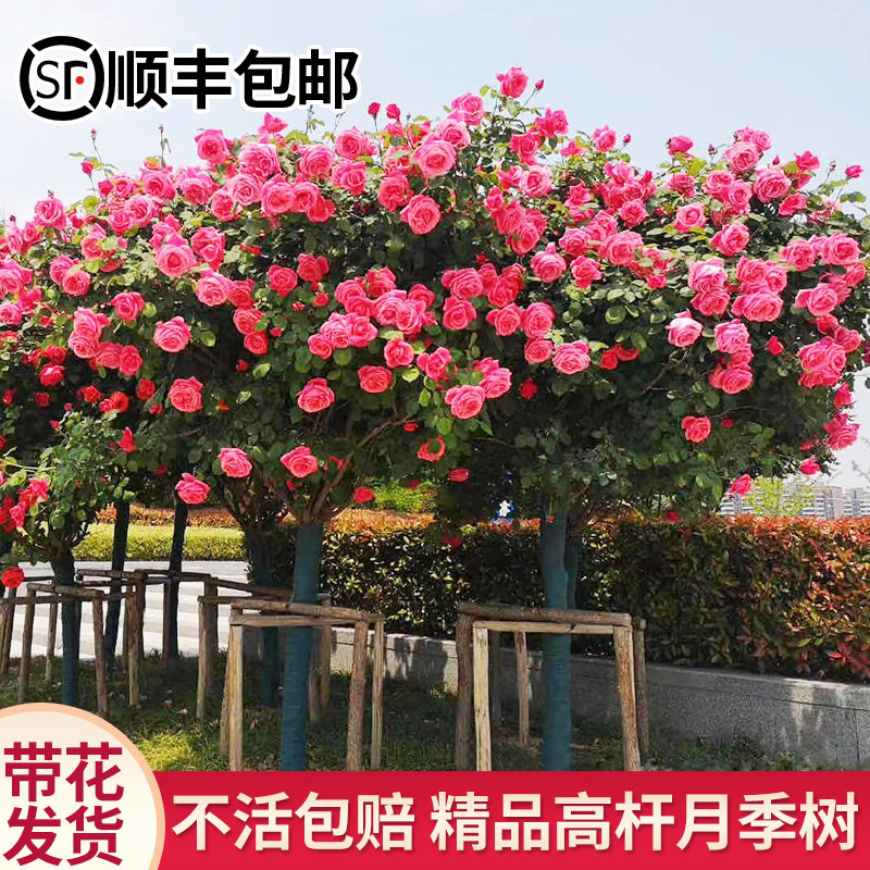 树状月季花苗四季特大浓香阳台花卉盆栽植物嫁接树桩欧月高杆玫瑰