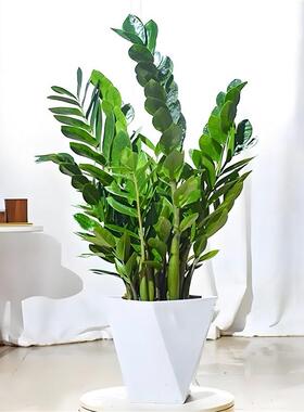 《财源滚滚》含白盆l70-80CM金钱树绿植盆栽办公室绿植净化空气