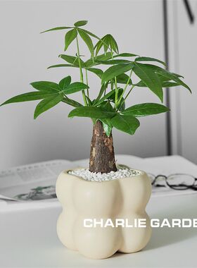 发财树小盆栽花卉绿植物办公室内桌面植物客厅招财好寓意开业礼物