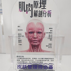 分层诠释肌肉原理皮肤层级展示牌透明台卡亚克力牌医美红细光摆件