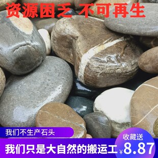 河卵原石溪流大块压菜鹅卵乌龟晒背石头庭院景观造景花园铺路鱼缸