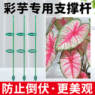彩叶芋支撑杆海芋植物支架花杆支撑园艺固定器花卉绿植防倒伏神器