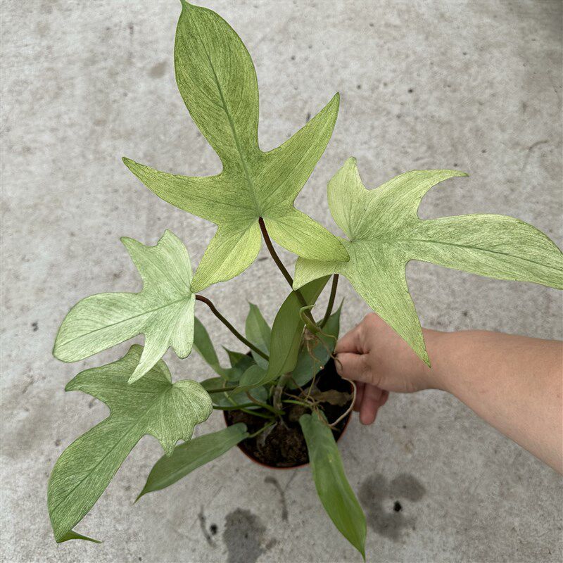 幽灵飞机蔓绿绒客厅阳台桌面网红植物爬藤水培耐阴四季常绿小盆栽图片