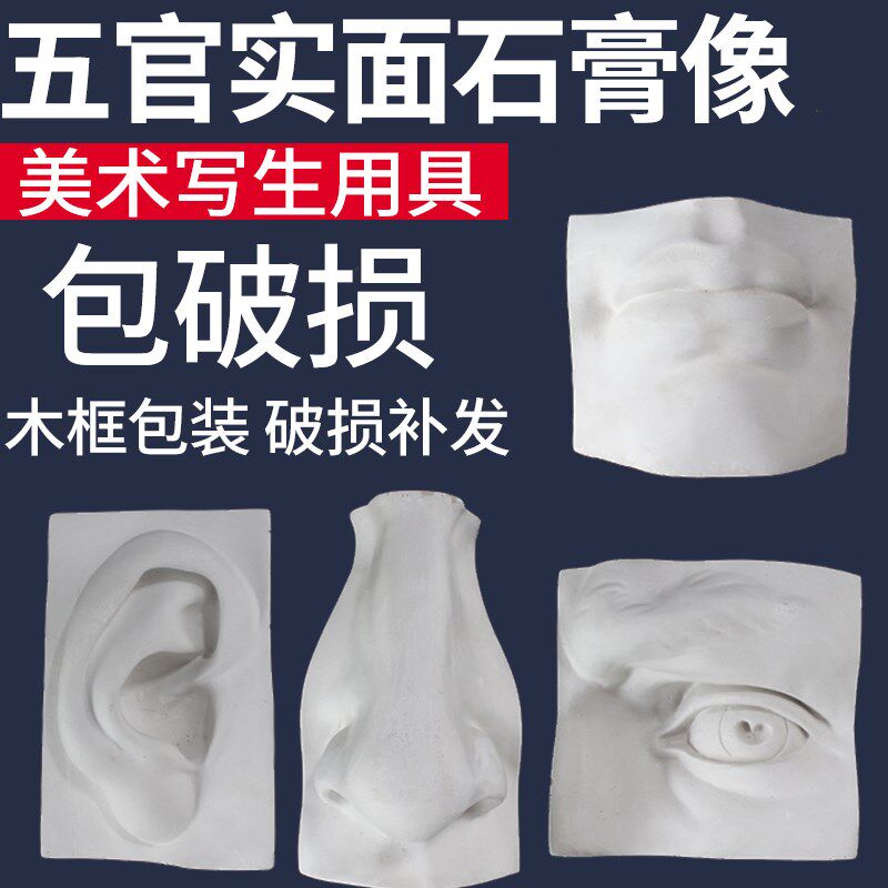 五官实面石膏像五官切面摆件石膏美术教具素描绘画美术静物人像