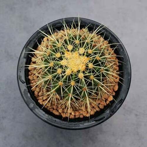 金虎大号仙人球实生金琥高端红虎仙人掌室内多肉植物花盆栽开花
