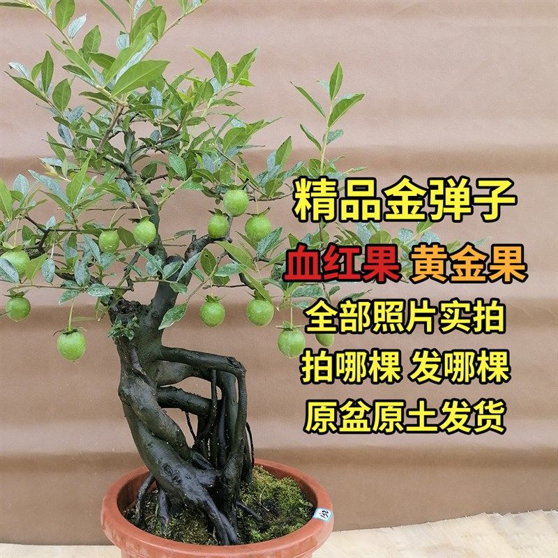 金弹子血红血钻葫芦果逸源红母桩盆景素材一号一拍原盆原土发货