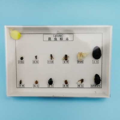 生物教学常见昆虫标本6害6益自然科学小昆虫认识益虫害虫
