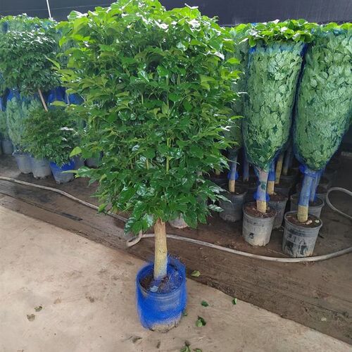 幸福树盆栽办公室客厅大型绿植盆景平安树驱蚊植物开业乔迁花卉